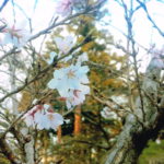 向嶽寺の桜