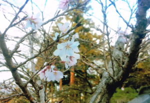 向嶽寺の桜