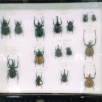 昆虫標本展