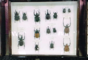 昆虫標本展